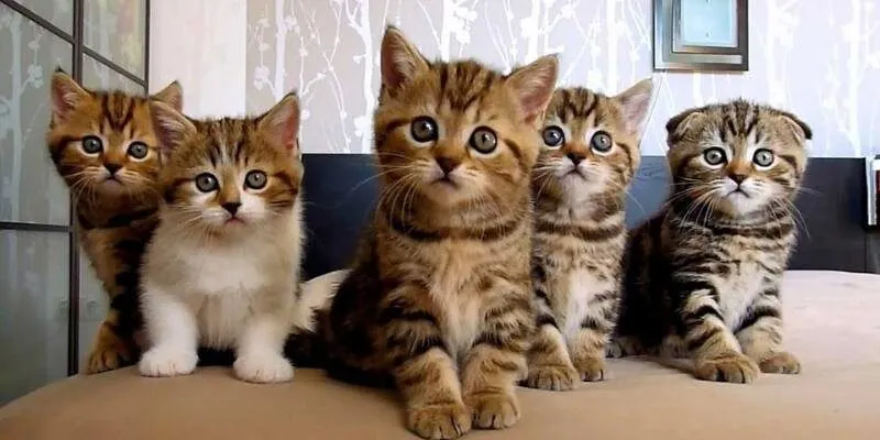 Một vài số thường gặp trong giấc mộng về mèo